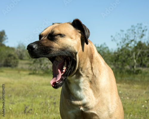 hund alano español