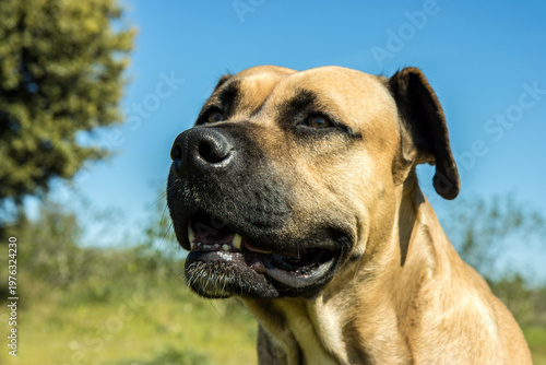 hund alano español