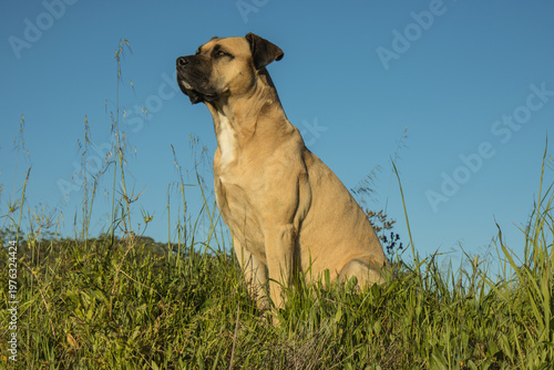 hund alano español