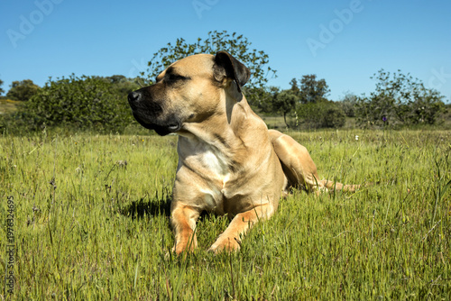 hund alano español