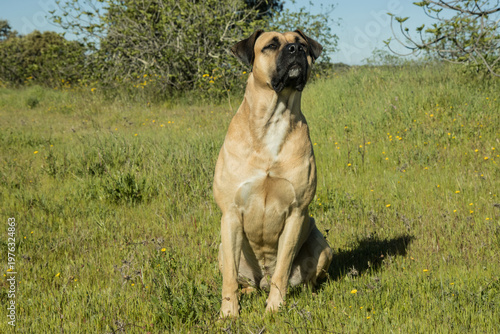 hund alano español