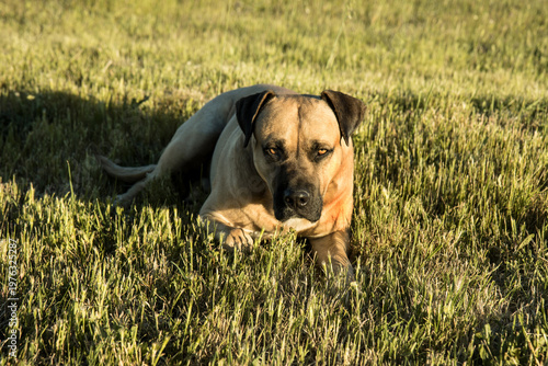 hund alano español