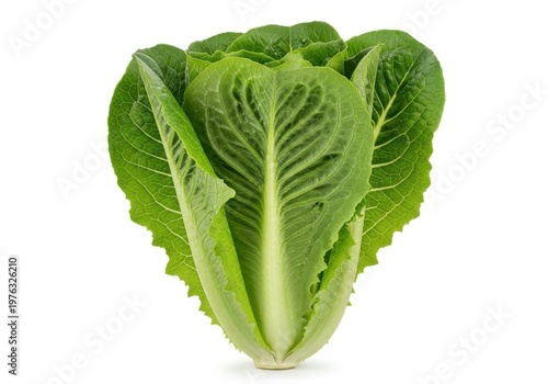 Fresh romaine lettuce head isolated on white background