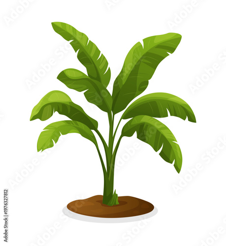 Tropical bananas palm tree. Design for banner, textile, wallpaper. Vector realistic illustration. Isolated on white background