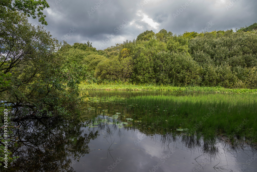 Obraz premium The River Cong and the forest of Cong near the locality of Cong, Ireland, with calm waters reflecting the overcast sky and dense, lush greenery on both sides