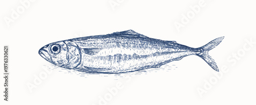 Vintage hand-drawn fish illustration, engraved style seafood sketch isolated on white