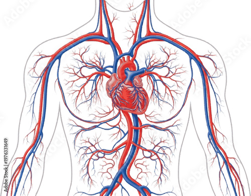 Anatomical illustration of the human circulatory system, featuring the heart and major arteries and veins