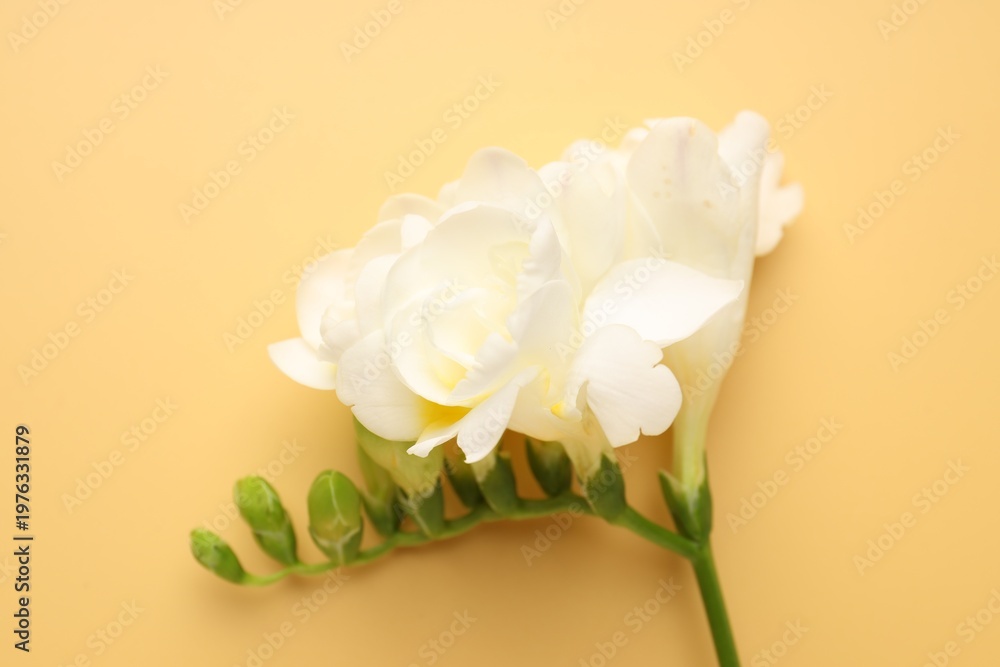 Fototapeta premium Beautiful freesia flowers on beige background, top view