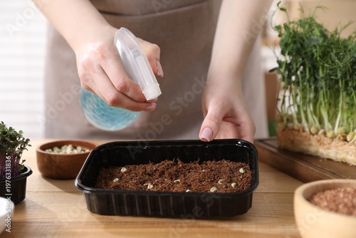 Woman spraying soil with microgreens seeds in container at wooden table indoors, closeup