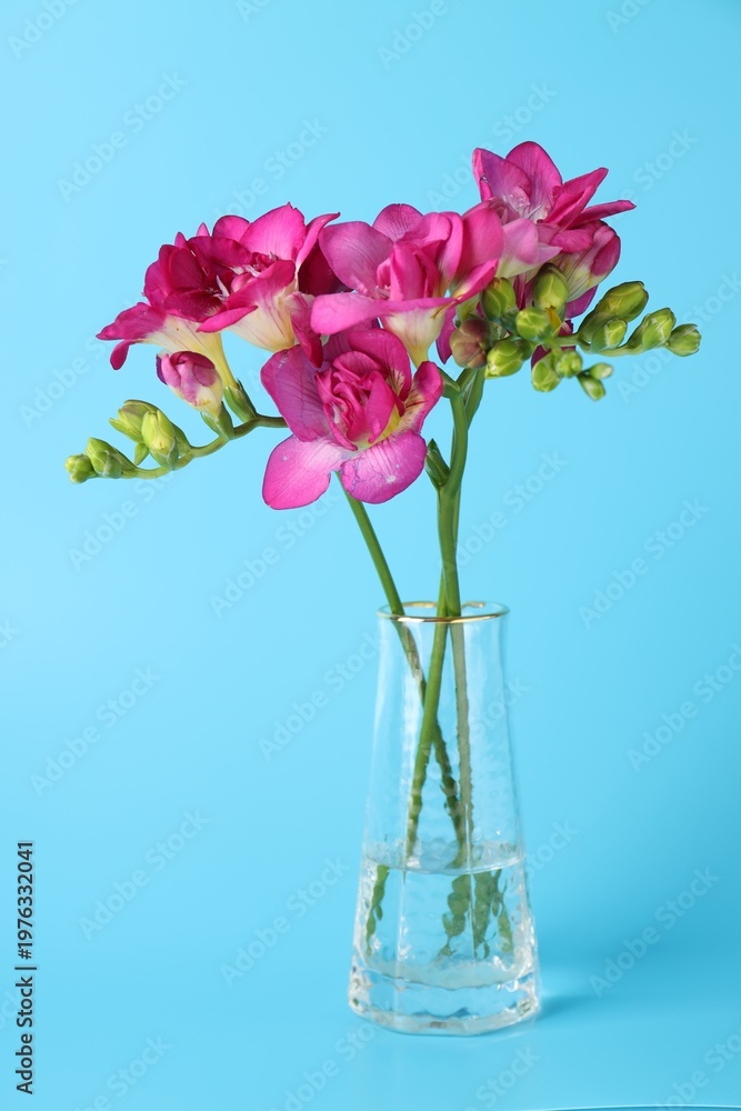 Obraz premium Beautiful freesia flowers in vase on light blue background, closeup