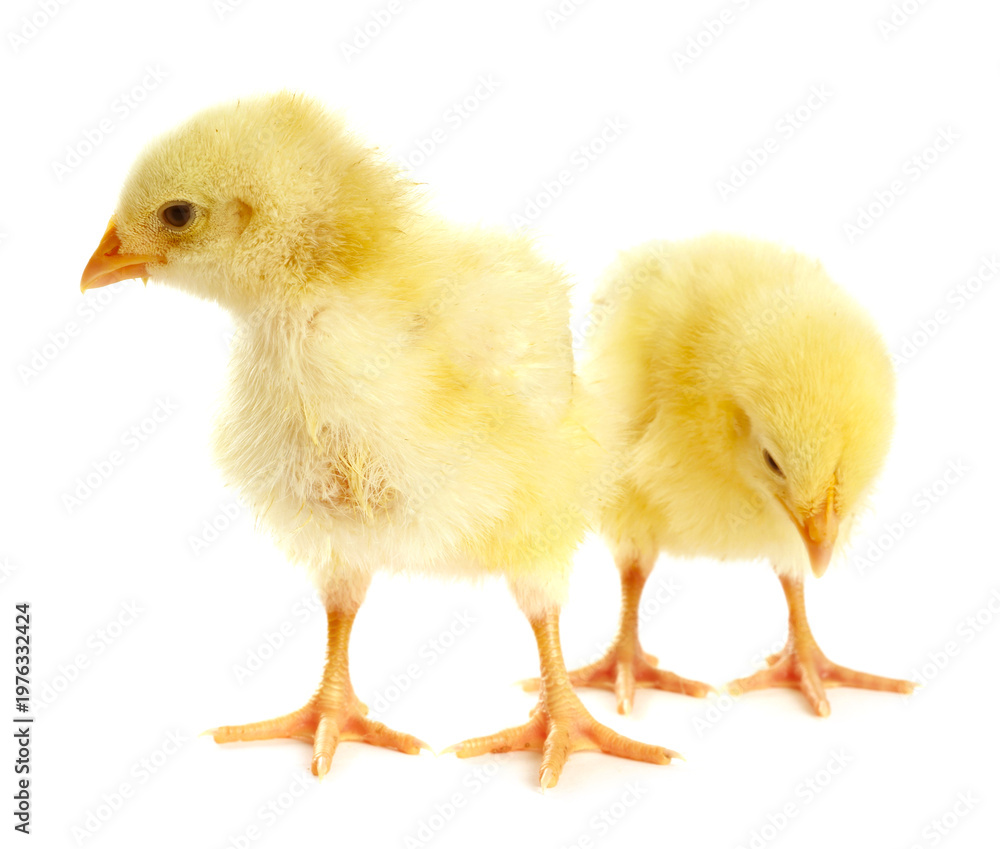 Obraz premium Cute yellow chicks on white background. Baby animals