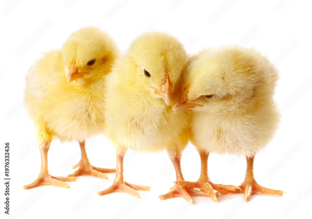 Obraz premium Cute yellow chicks on white background. Baby animals
