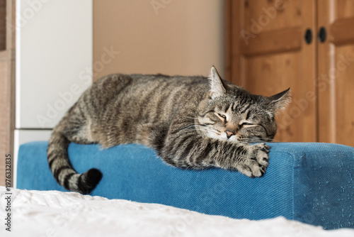 Brown tabby cat sleeping on the arm of a blue sofa next to a white bed, claws out, cozy home bedroom interior with soft natural light and copy space.