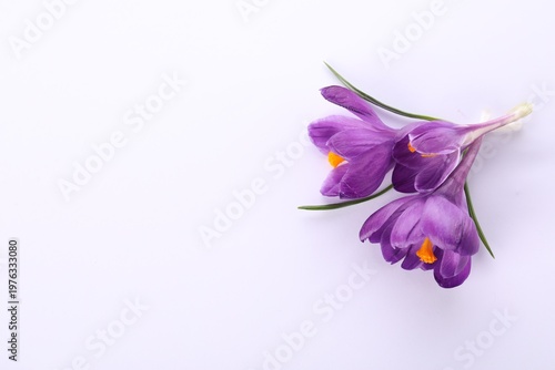 Beautiful purple crocus flowers on white background, top view. Space for text
