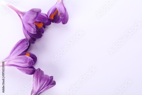 Beautiful crocus flowers on white background, flat lay. Space for text