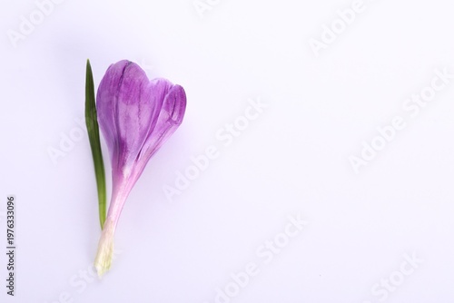Beautiful crocus flower on white background, top view. Space for text