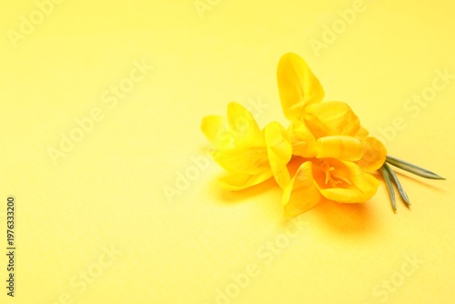 Beautiful crocus flowers on yellow background, closeup. Space for text