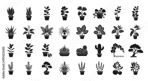 Collection of various potted plants and succulents.