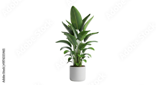 Potted plant with green leaves on transparent background