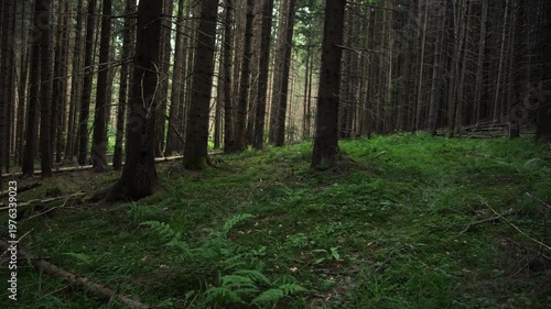 Calm evergreen forest. Afforestation and woods concept. Fresh young green leaves at warm spring or summer day