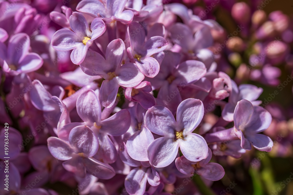 Obraz premium Close-up of blooming lilac flowers (Syringa vulgaris) with delicate purple petals and yellow centers, captured in soft natural sunlight with shallow depth of field