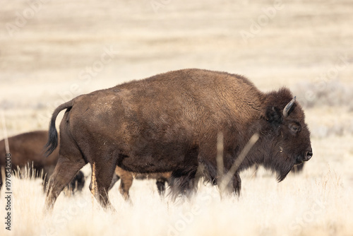A large American Bison cow walks through the tall brown grass in an open field with sagebrush growing in the distance on Antelope Island, Utah USA. 
