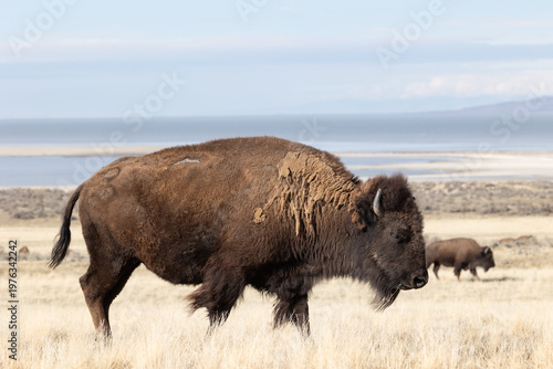 An American Bison strolls through a field of winter yellow grass with another bison and the water of the Great Salt Lake in the background on Antelope Island, Utah USA. 