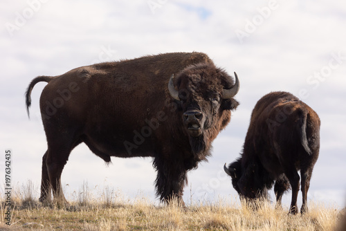 An American Bison exhibits the flehmen response while standing next to a cow on a hilltop on Antelope Island, Utah USA. 