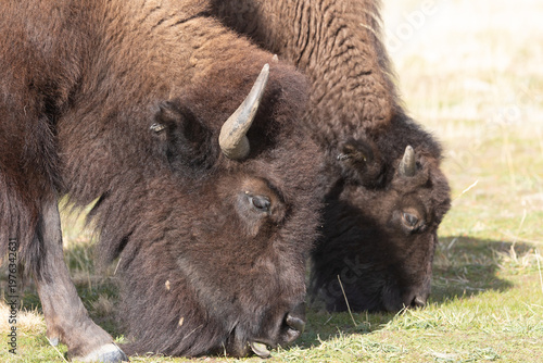 A close up photo of a cow and calf pair of American Bison as they graze on the grass in a meadow on Antelope Island, Utah USA on a sunny November day in 2025.