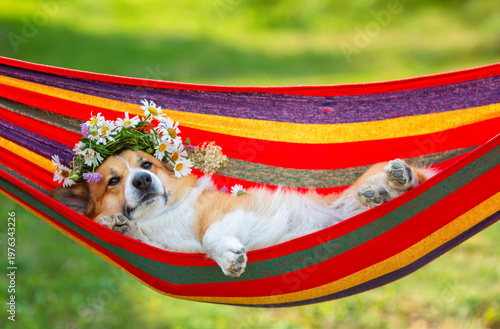 A cute corgi wearing a flower crown lies lazily in a hammock in the garden on...