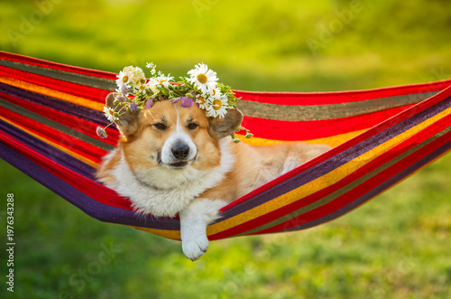 A cute corgi wearing a flower crown lies with its paws dangling in a hammock ...