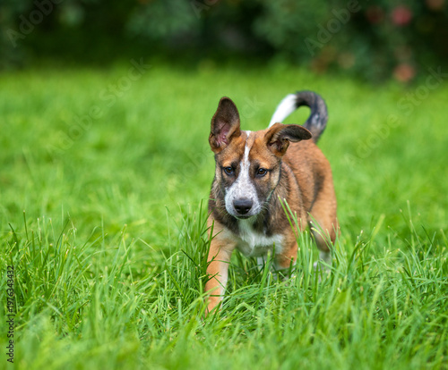 cute brown puppy walking in a green meadow in a sunny summer garden