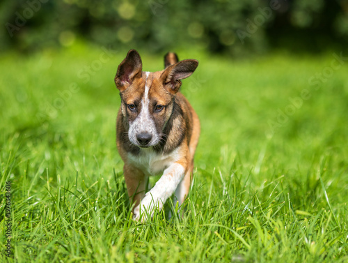 A cute brown puppy is running cheerfully on the green grass in a sunny summer...
