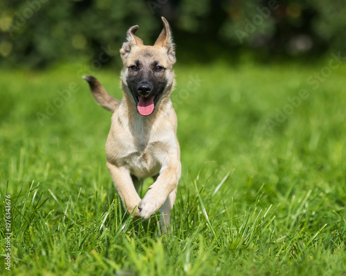 cute beige puppy stands on green grass in a sunny summer garden