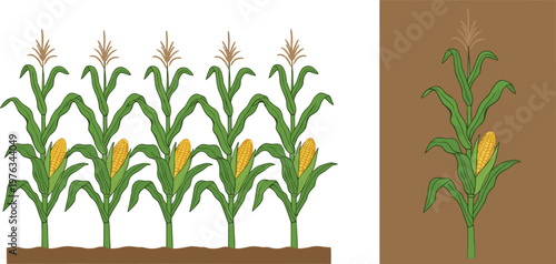 Vector illustration of corn plants growing in soil and single corn plant with leaves, tassels and yellow ears