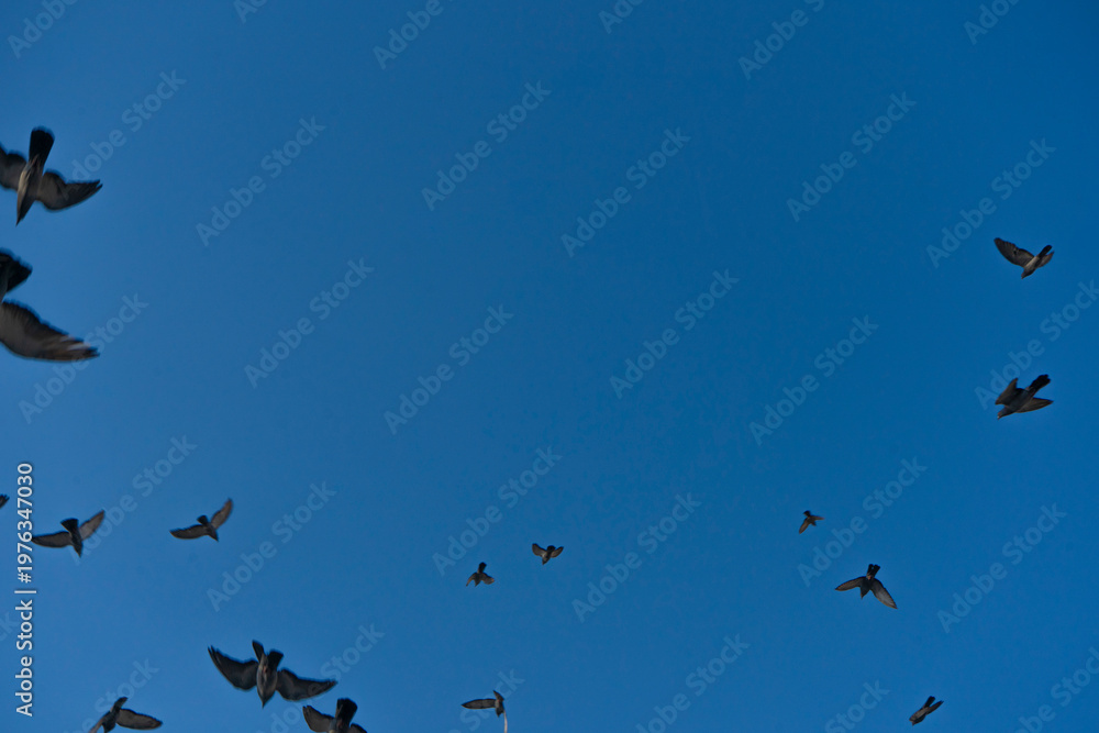 Fototapeta premium Dove flying in the sky