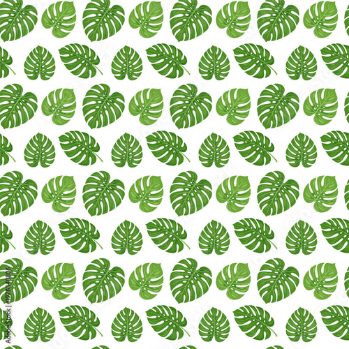 Seamless Tropical Monstera Deliciosa Green Leaves Pattern on White Background