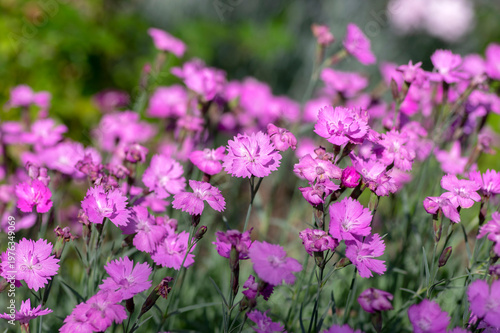 Obraz na płótnie Dianthus caryophyllus carnation clove pink light violet flowers in bloom, cultiv