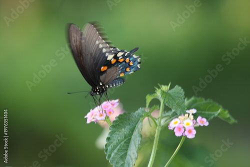 Dark butterfly with blue iridescent wings perched on a white flower, highlighting delicate patterns and natural beauty.