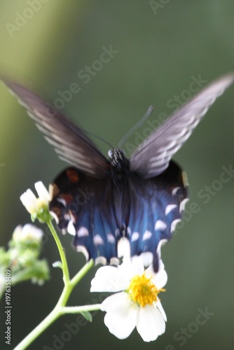 Dark butterfly with blue iridescent wings perched on a white flower, highlighting delicate patterns and natural beauty.