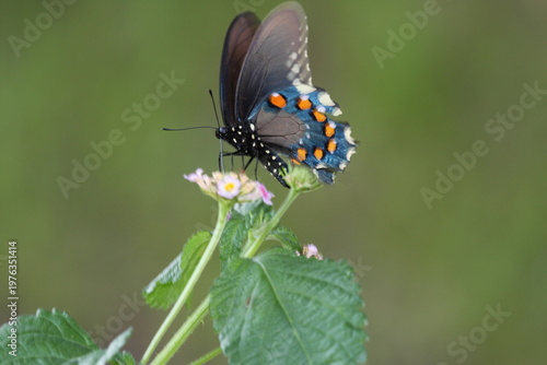 Dark butterfly with blue iridescent wings perched on a white flower, highlighting delicate patterns and natural beauty.
