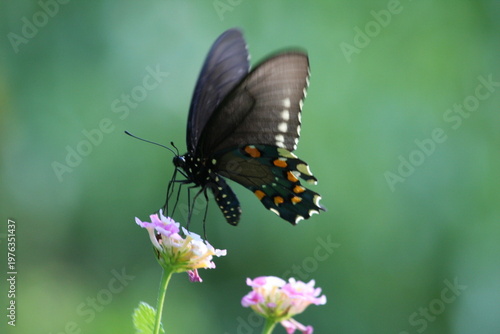 Dark butterfly with blue iridescent wings perched on a white flower, highlighting delicate patterns and natural beauty.
