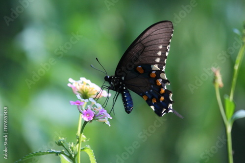 Dark butterfly with blue iridescent wings perched on a white flower, highlighting delicate patterns and natural beauty.