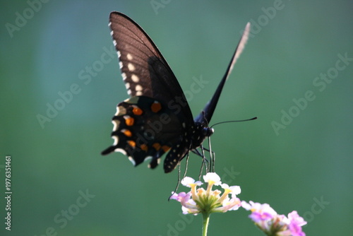 Dark butterfly with blue iridescent wings perched on a white flower, highlighting delicate patterns and natural beauty.