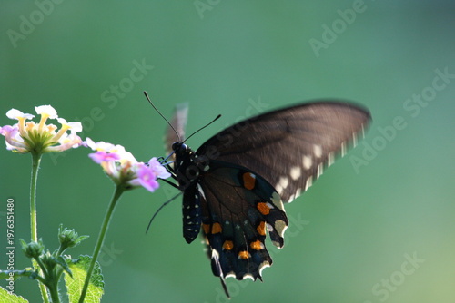 Dark butterfly with blue iridescent wings perched on a white flower, highlighting delicate patterns and natural beauty.