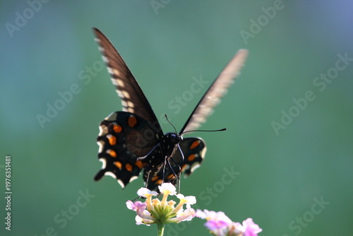 Dark butterfly with blue iridescent wings perched on a white flower, highlighting delicate patterns and natural beauty.