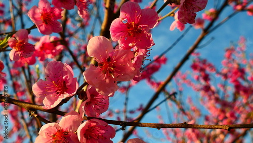 rosa Blütenzweig, Pfirsichblüte