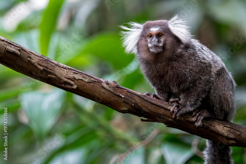 Photos A common Marmoset (Callithrix jacchus) with cute white tuffed ears sits on a branch in Brazil, South-America