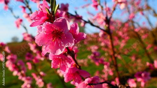 Pfirsichblüte
