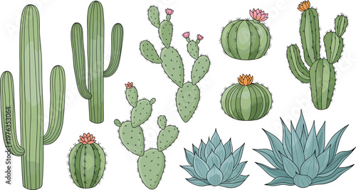 Desert Cactus and Succulent Collection Vector Illustration Set Featuring Prickly Pear Barrel Cactus and Agave Plants with Flowers for Botanical Design Projects